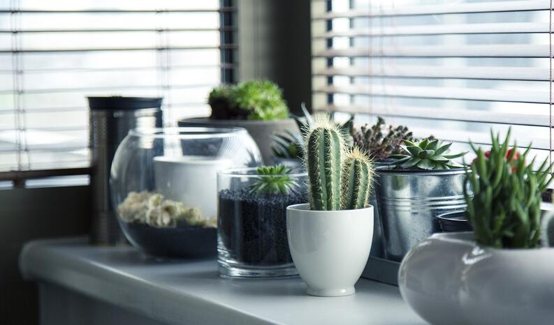 Jardinería desde casa: todo lo que debes saber